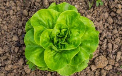 Cuidados essenciais no cultivo da Alface